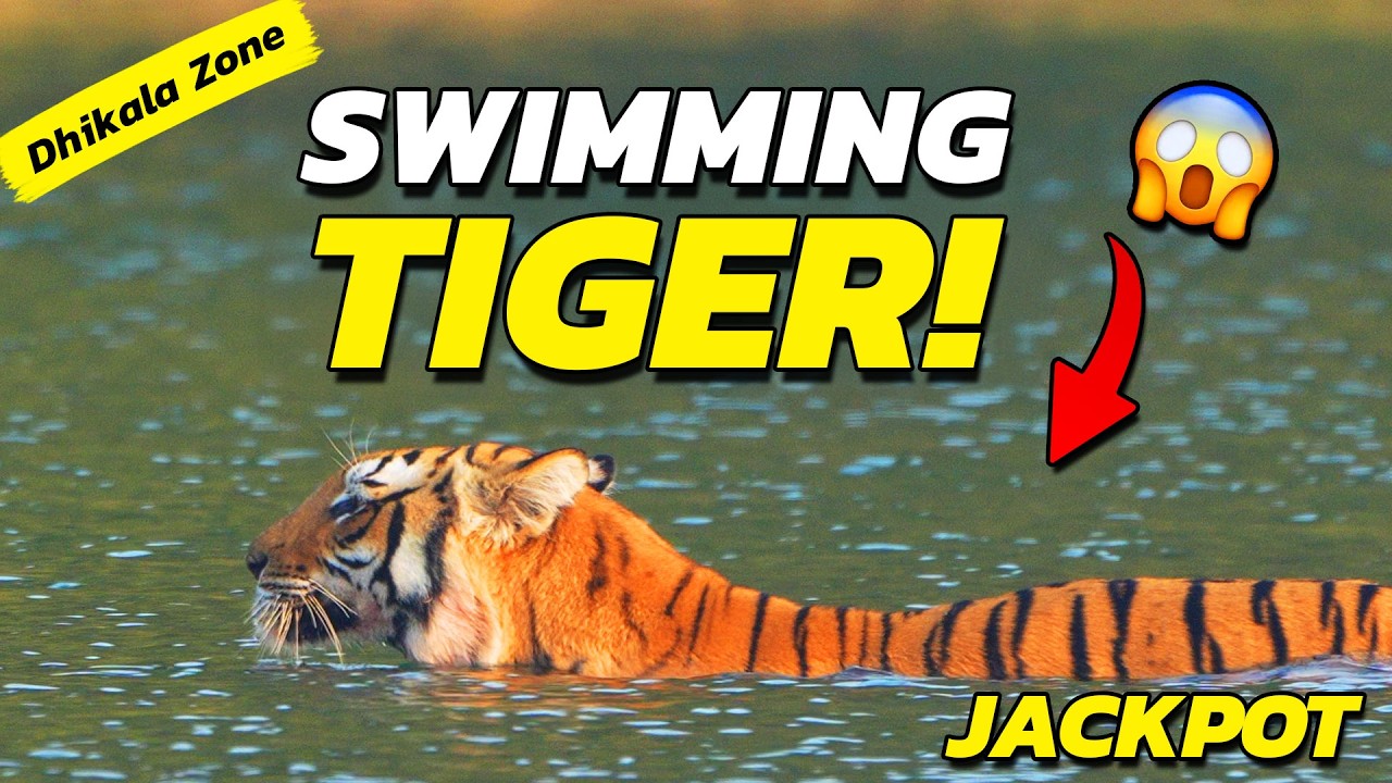3 TIGERS. 1 SAFARI. HEAD-ON STALKING & EPIC RIVER CROSSING! 🐅🔥🌊