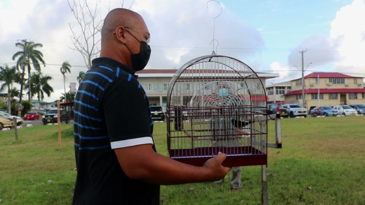 PARAMARIBO VS NICKERIE | ZANGVOGEL EENDAAGSE | 17-10-2021 ZANGVOGEL VRIENDEN VS ZANGVOGELS NICKERIE