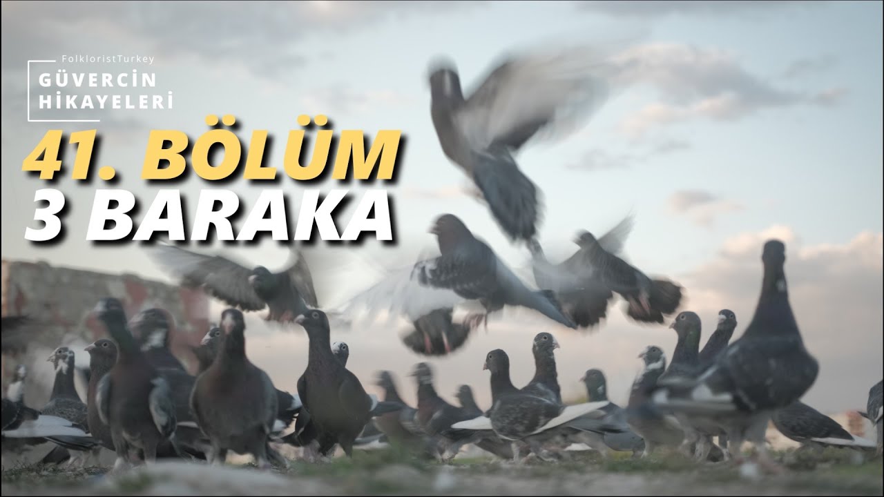 G&uuml;vercin Hikayeleri 41. B&Ouml;L&Uuml;M | 3 Baraka | Adana G&uuml;vercini Belgesel Dizisi | Adana Dewlap Pigeon