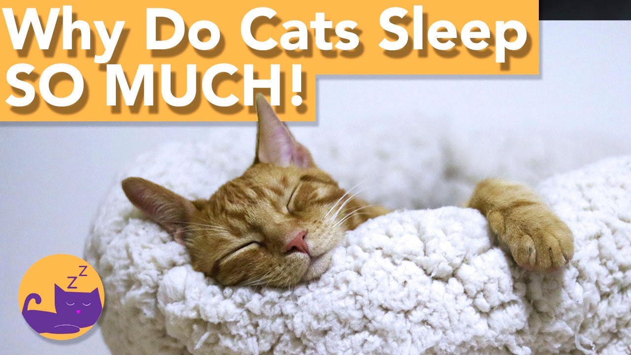 Why Do Cats Sleep So Much? - When Is It Too Much!!