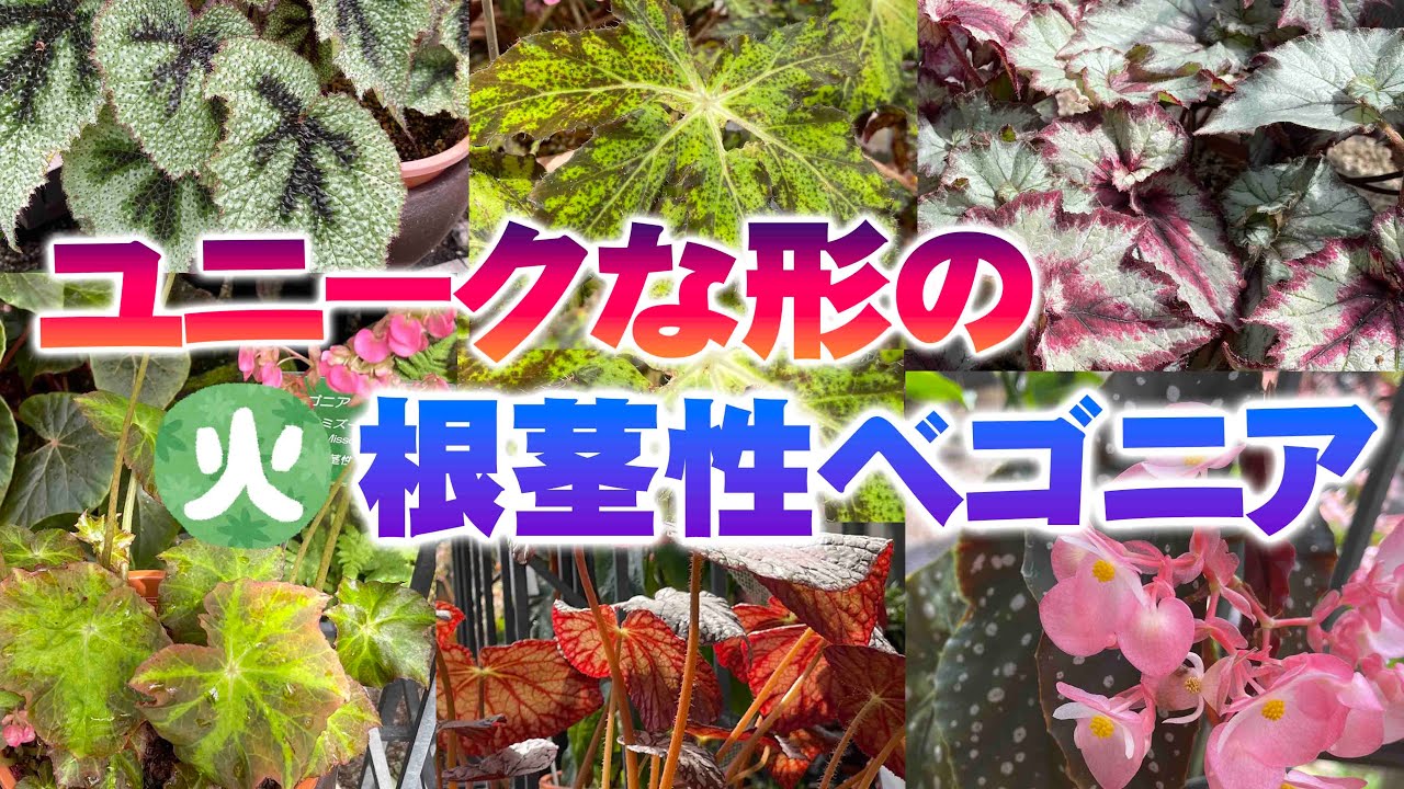 【根茎性ベゴニア】兵庫県立フラワーセンターの温室の担当が案内する！まるでアートのような根茎性ベゴニア！【植物園】