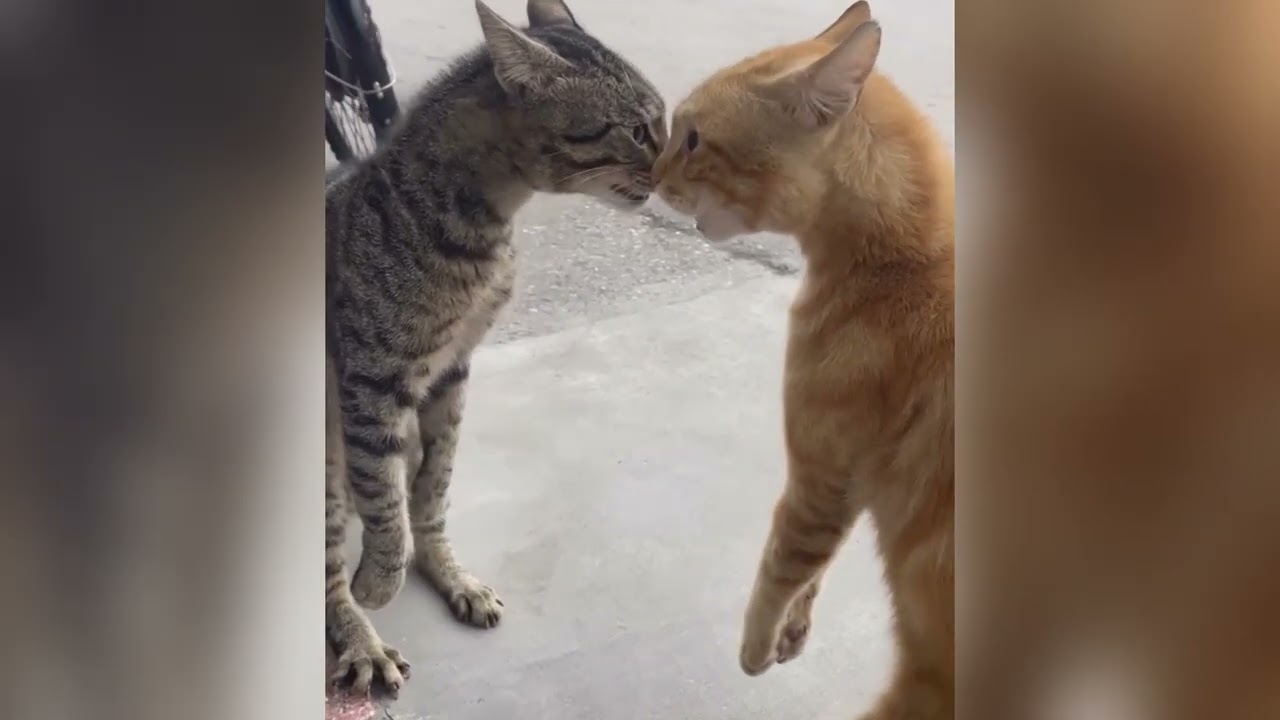 Funny moments cat cat video comedy cat