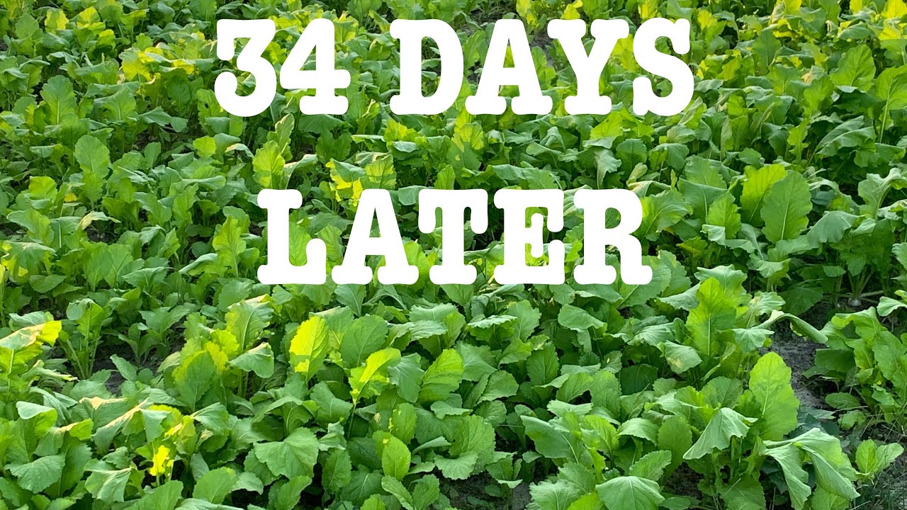 How to grow Mustard Greens Turnip Greens patch update #gardening #homesteading #howto