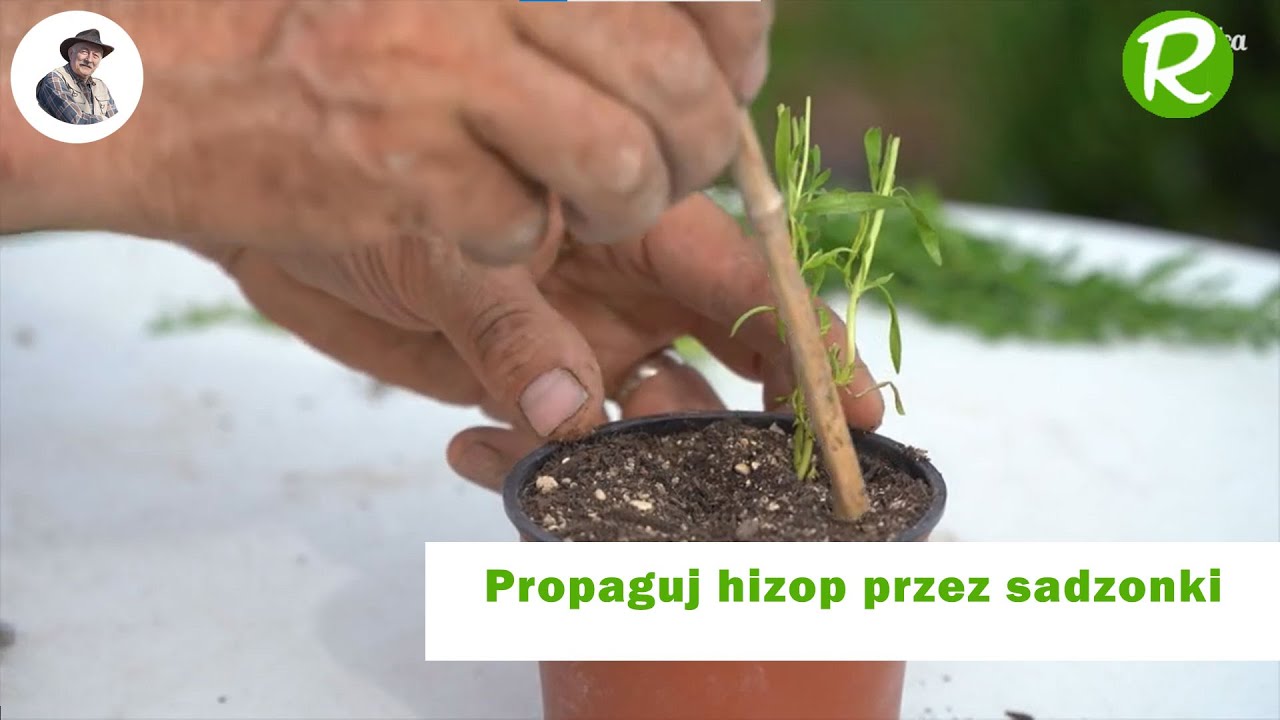 Jak łatwo pobrać sadzonki hizopu (Hyssopus officinalis')