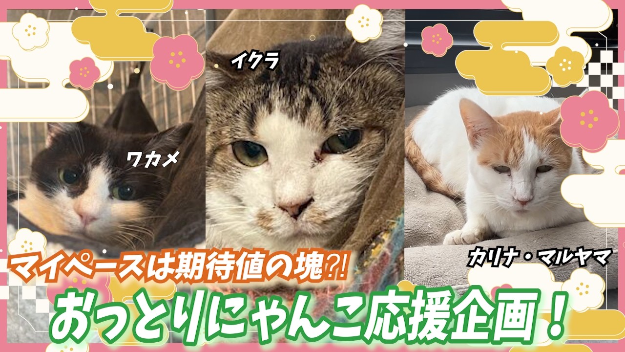 【応援企画】マイペースは期待値の塊⁈おっとりにゃんこの魅力に迫る〜全国出張in高知編！〜