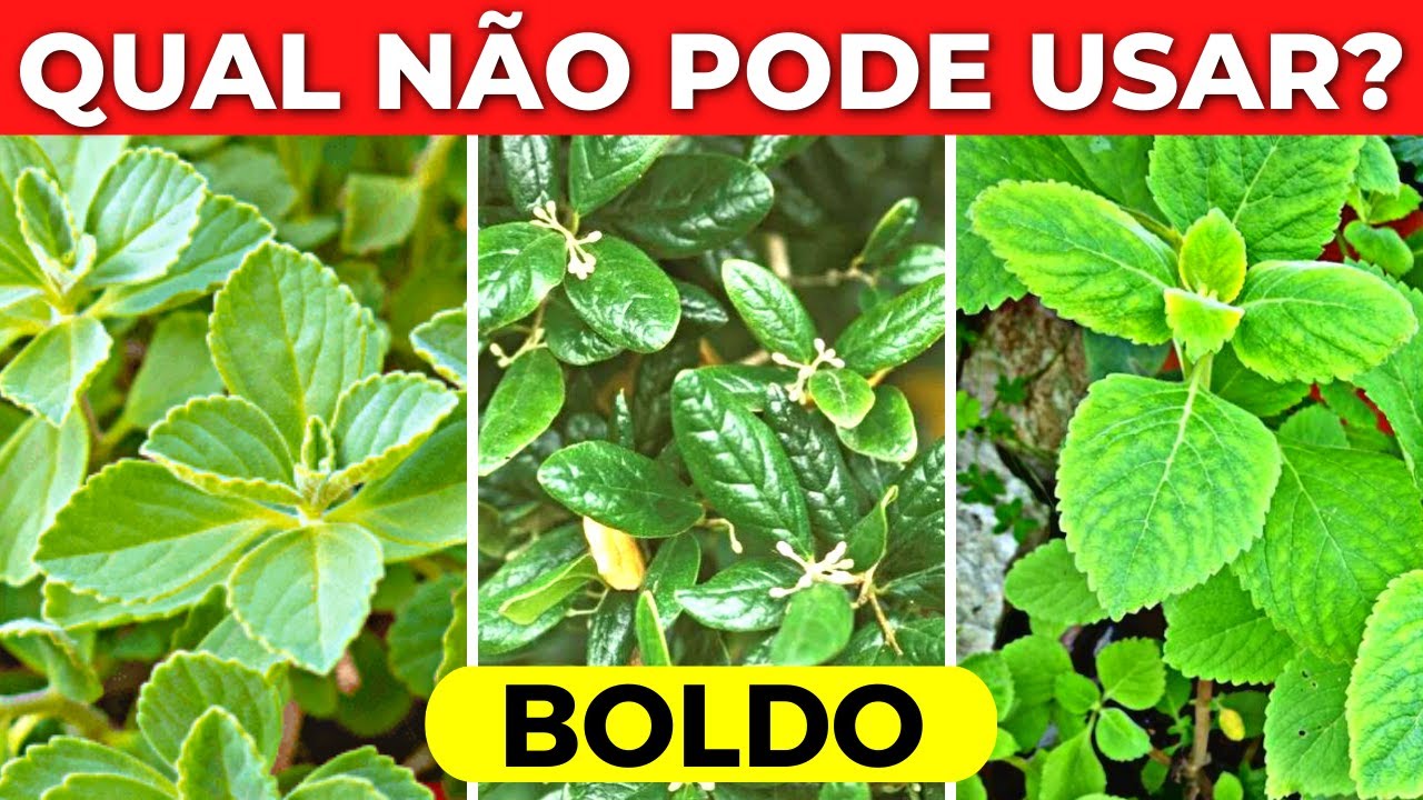 APRENDA QUAL BOLDO N&Atilde;O PODE USAR | BENEF&Iacute;CIOS DO CH&Aacute; DE BOLDO