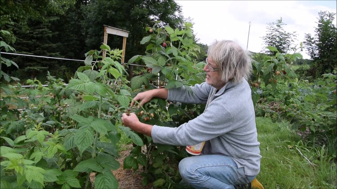Le Potager du Paresseux : le mois d'août 2016 - Partie 2