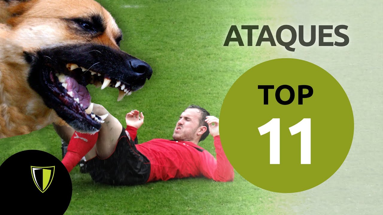 Top 11 - Ataques animales en el futbol