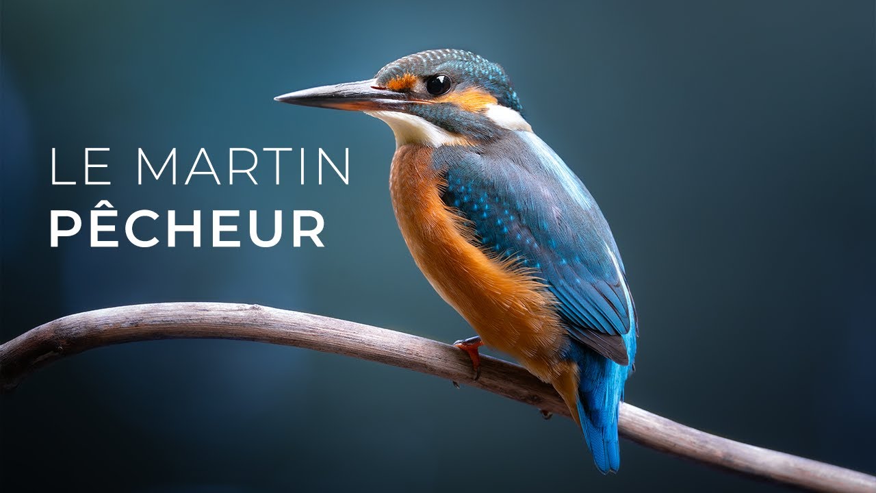 Comment photographier le Martin Pêcheur