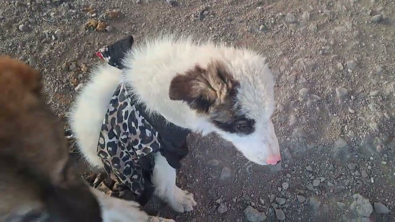 FEVRALUSHKA DOG DOGI Dosti Friend Good Good 