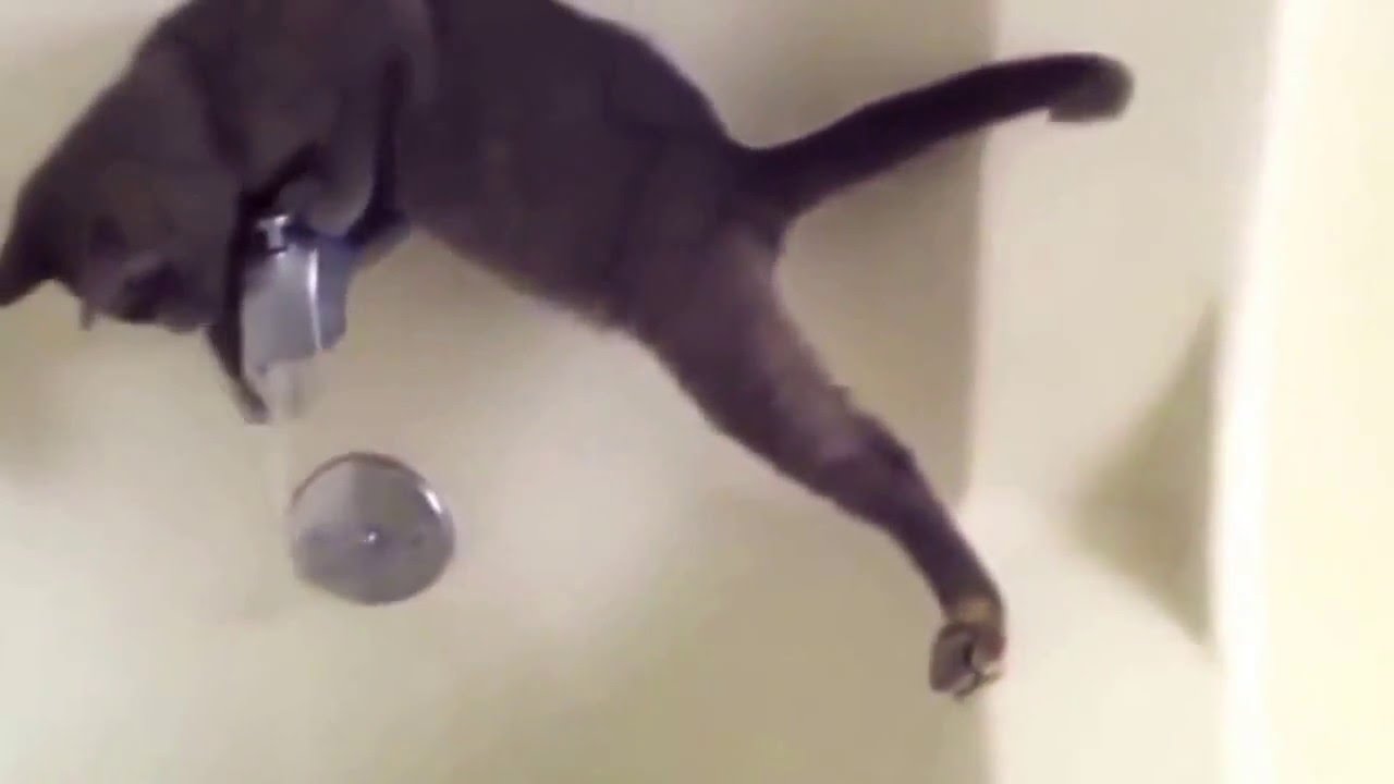 КОТЫ ПРИКОЛЫ 2015 /Funny Cats Videos Compilation 2015   Смешные Коты