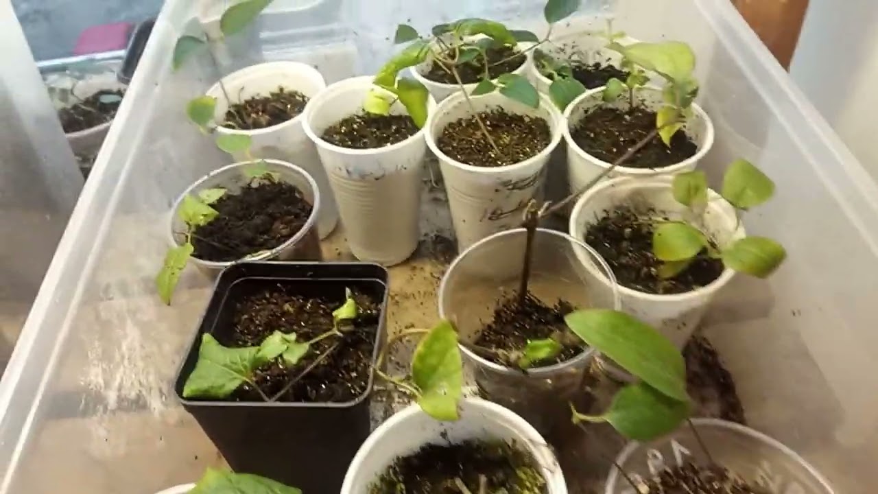 Огородный сезон не заканчивается. 😆 🦊 Лиса, примула в конце ноября.