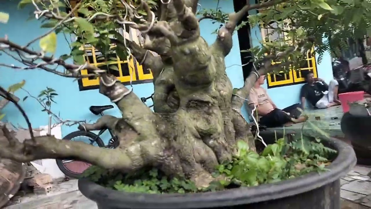 Review Koleksi Bonsai Super, Elegan dan Berkarakter 