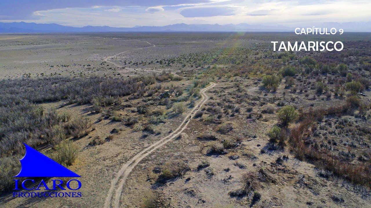 Cap 9 - TAMARISCOS - Especies Exóticas Invasoras