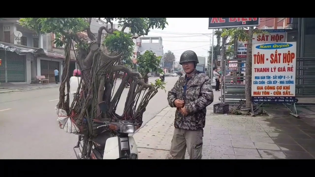 Cây sanh đã giao dịch thành công tại CLB cây cảnh Hiệp hòa Bắc Giang.