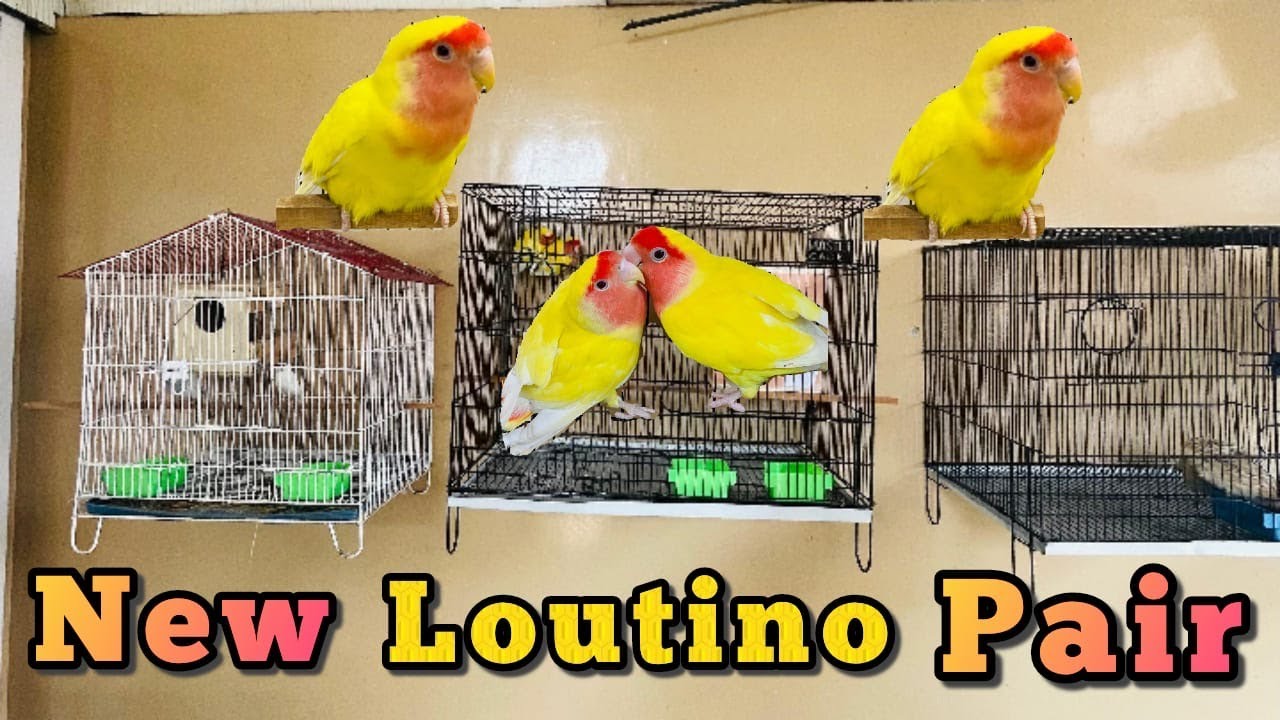 New Loutino Pair Ly Ay