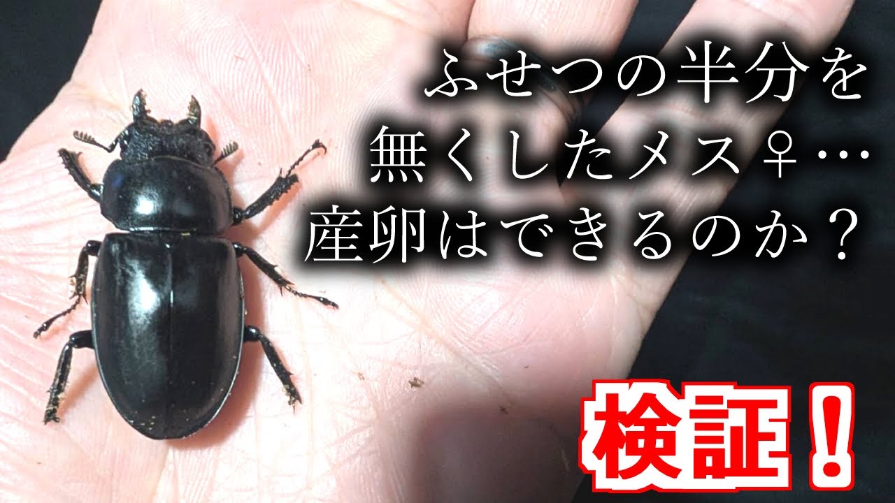 フセツがない♀の産卵セットを採卵したら…。【亜雄晴のクワカブ飼育記】