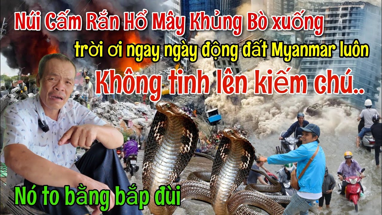 Núi Cấm Rắn Hổ Mây bò xuống núi đúng ngày myanmar động đất nó to bằng bắp đùi nghê lắm