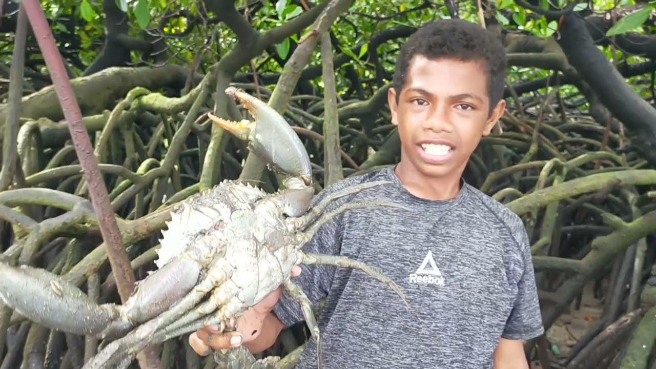 Wow‼️ Kepiting sebanyak ini tidak pernah diburu orang  kitgiant mud crab