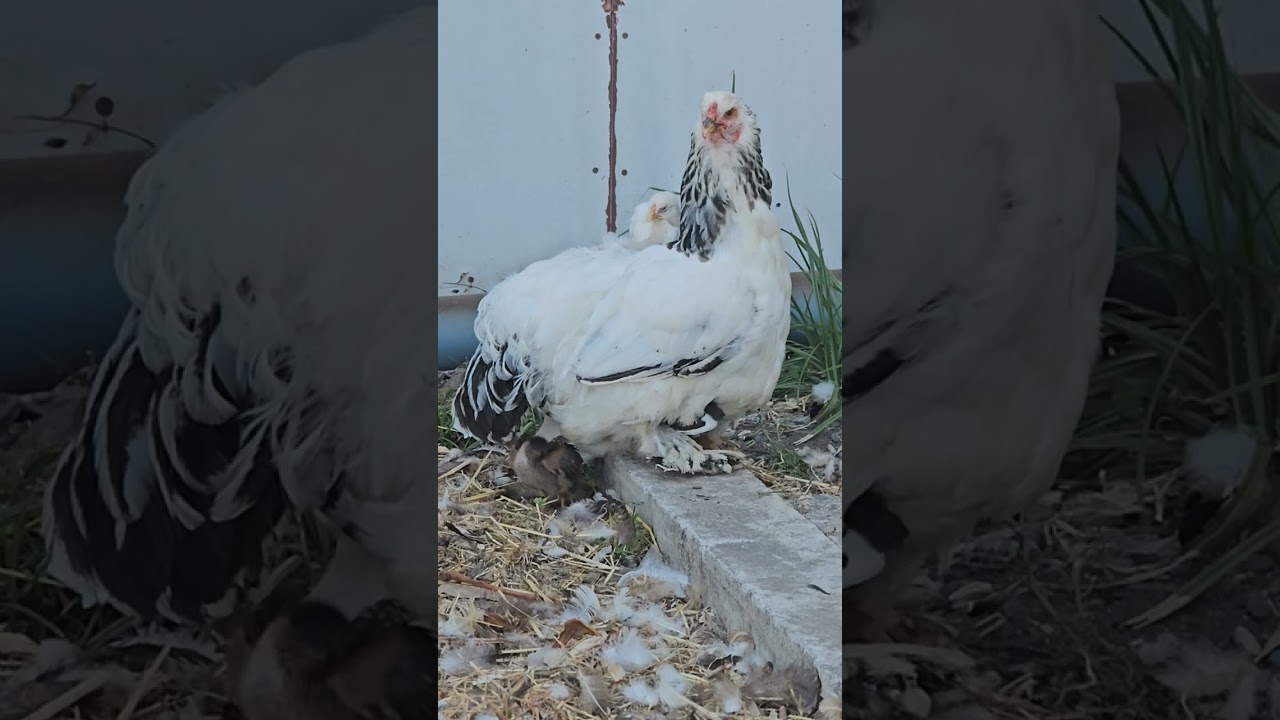 Chick resting with mother hen ❤️🐥