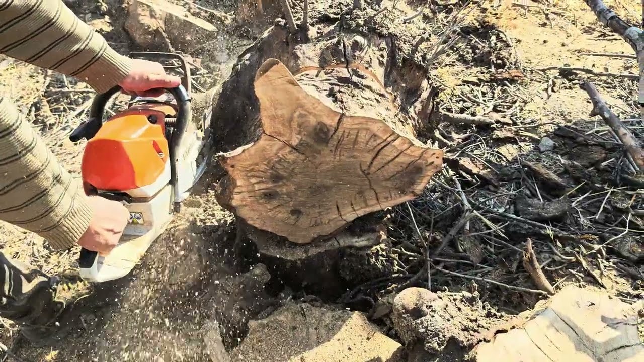 STİHL MS 462 C-M | Eski Kalın Meşe Kesimi