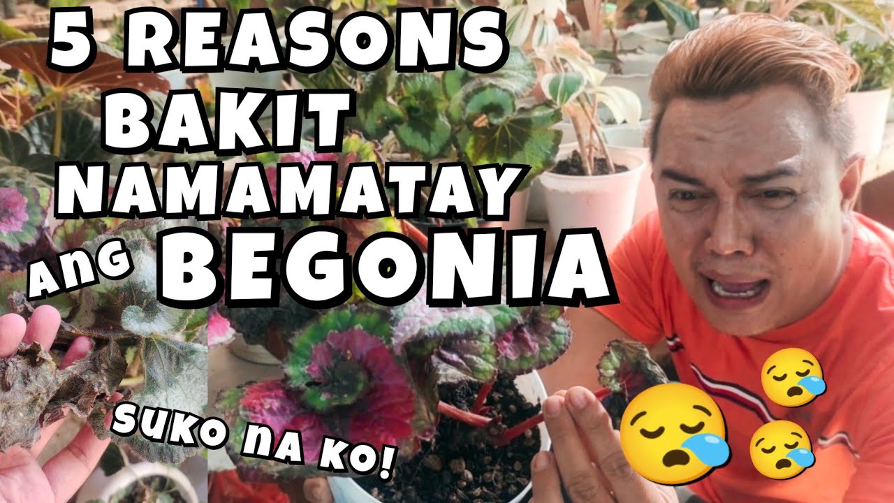 5 REASONS WHY YOU KILLED YOUR BEGONIA PLANTS