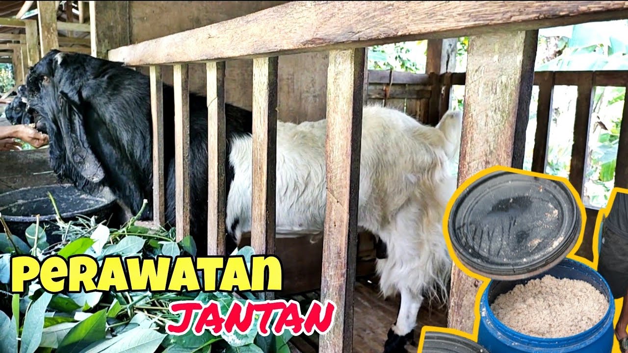 PAKAN YANG TEPAT, PERAWATAN TEPAT KAMBING