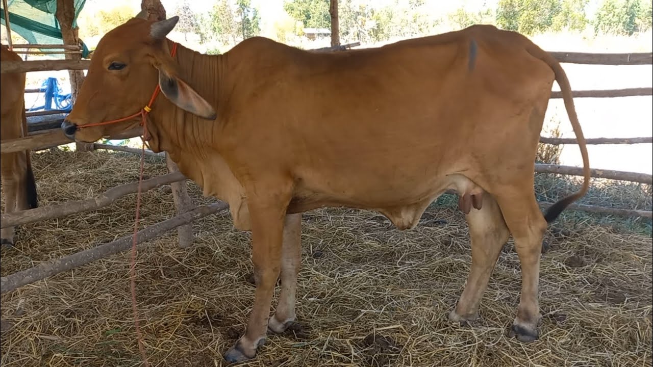 เปิดราคาวัว น่าเลี้ยงวันนี้ (13ก.พ.68)บ.สหกรณ์นิคม อ.ปทุมราชวงศา จ.อำนาจเจริญ