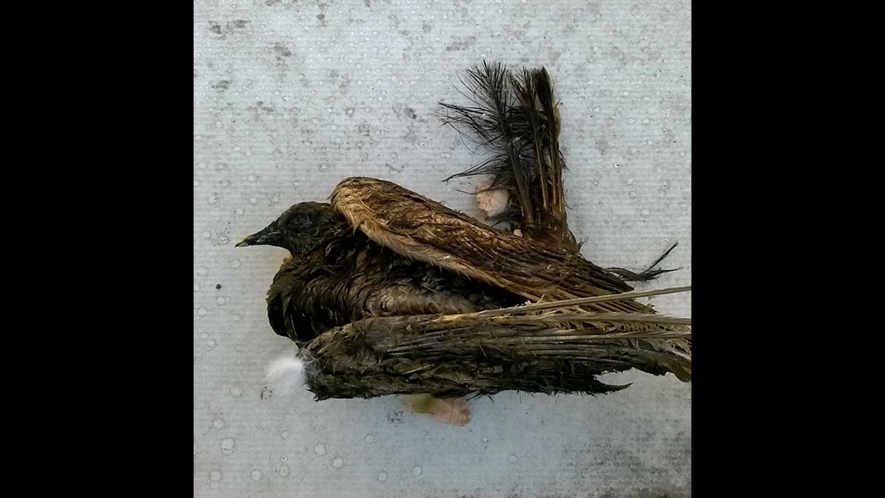 Scott Ballard - Entering Earth's Atmosphere (lmprov noisecore feat. MAP)