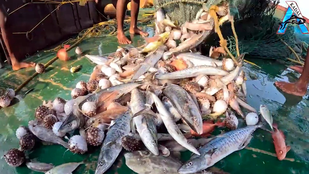 Crazy Ocean Mix 😲 | Mackerel + Squid + Puffer Catch | Full Net Surprise 🔥 | Mixed Fish & Squid Catch
