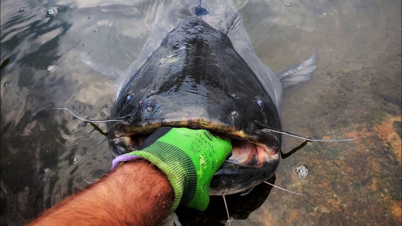 mon père PÊCHE son PREMIER GROS SILURE au FIREBALL, TOUCHE en DIRECT avec un GROS COMBAT !