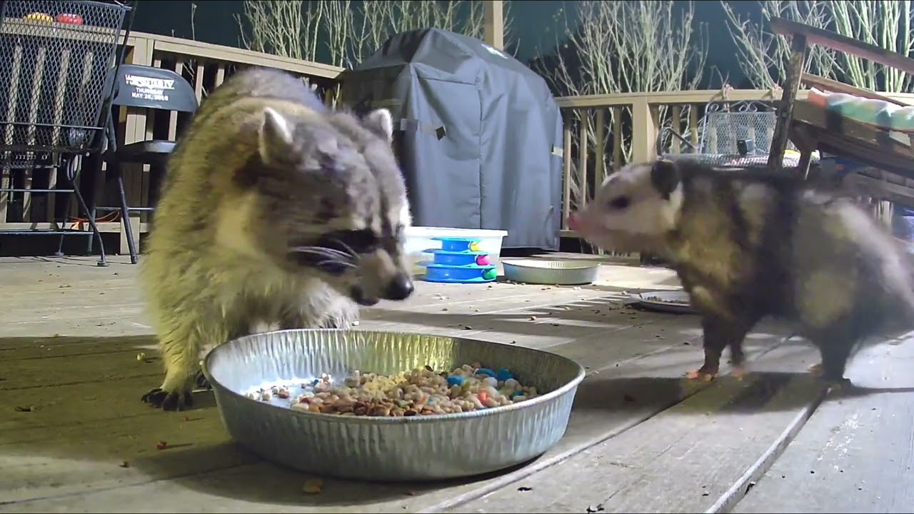 Three's company opossum raccoons stray cat munching @crittertime308 #wildlife #opossum #raccoon #fyp