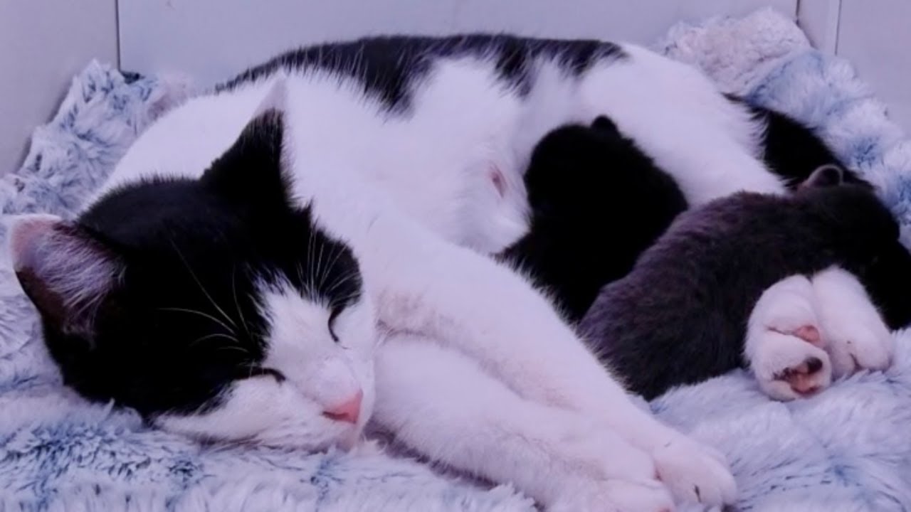 Mama Gaia and Kittens | 8 Weeks old! | Graduation soon?.