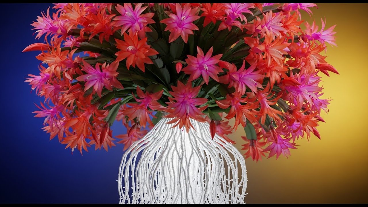 Coca Cola The Secret For Rooting Christmas Cactus Grow Roots