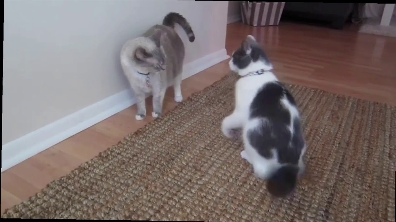 Funny cat takedowns 🤣🤣🤣