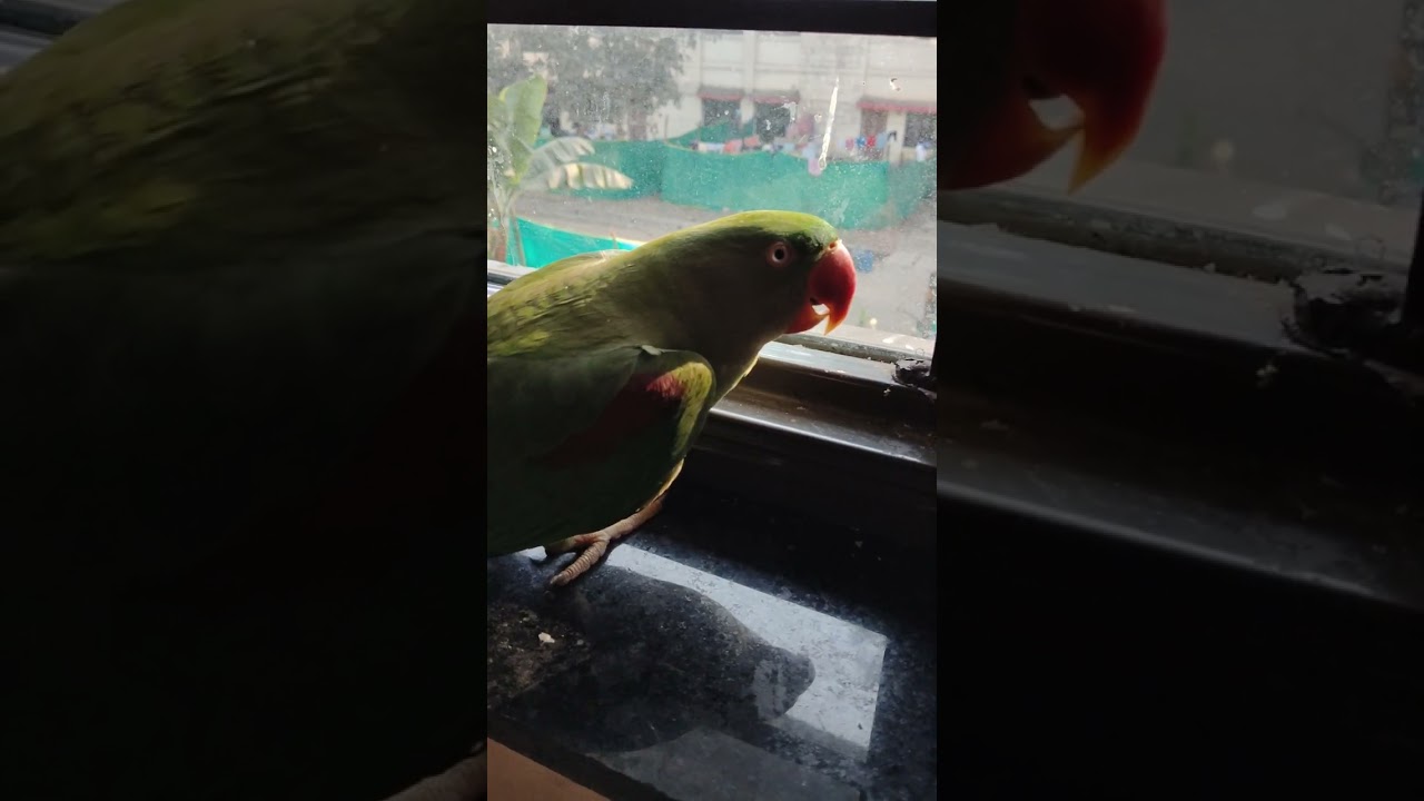 Funny parro#t 🦜🦜🦜🦜