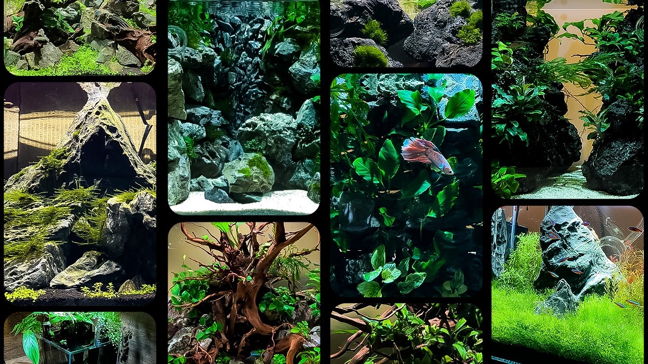 アクアリウムのレイアウトアイデア14選/aquascape/aquarium/vlog/