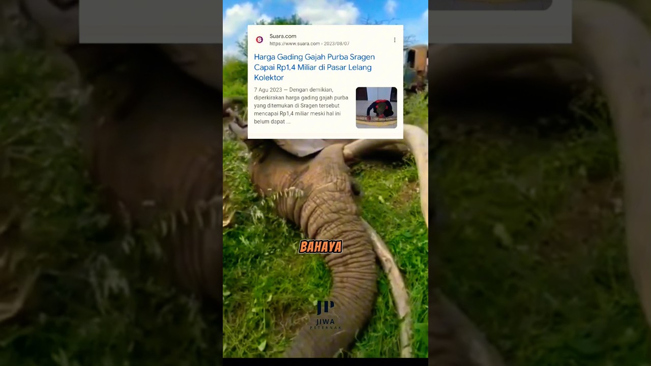 TERNYATA SEGINI HARGA GADING GAJAH ‼️😯 #elephant #animals