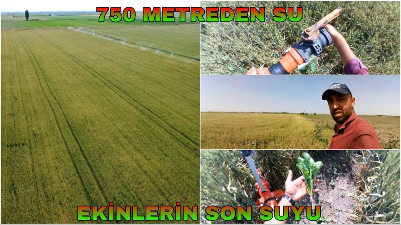 750 METREDEN GELEN SU~EKİNLERİN SON SULARINI SULADIK #dji #drone #tarım #çiftçilik