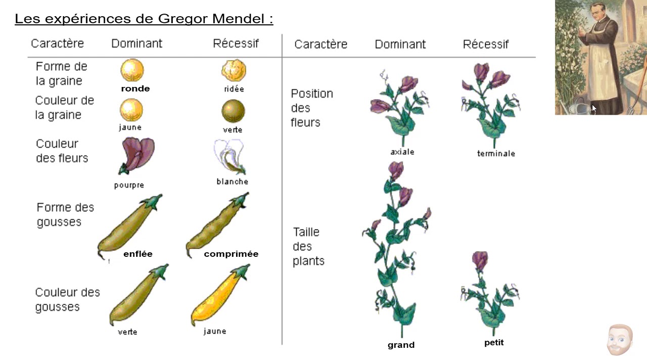 Introduction à la génétique mendélienne