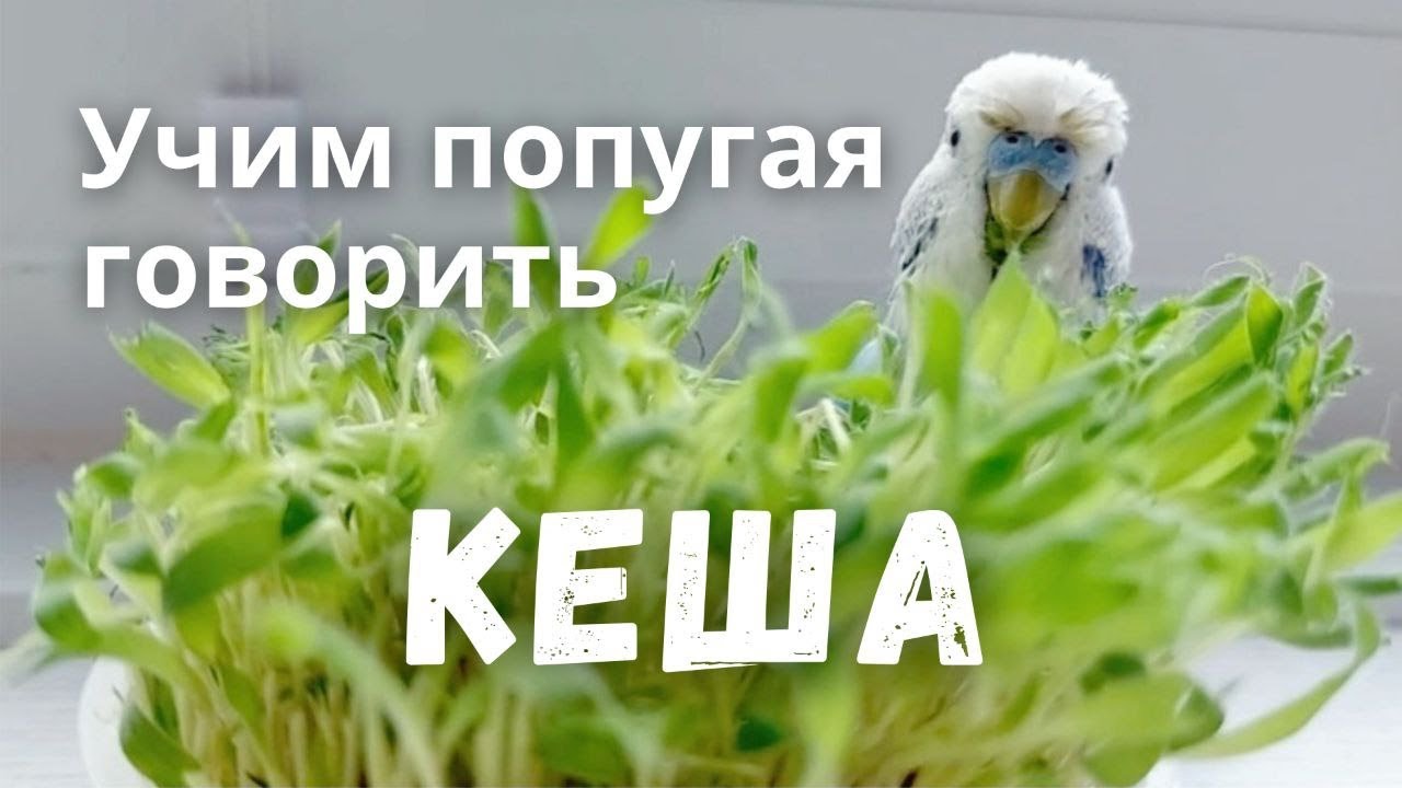 Учим попугая говорить Кеша