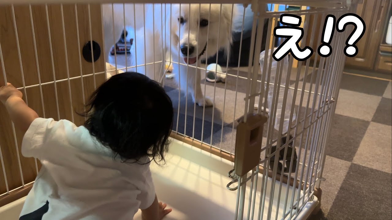 【爆笑】帰宅したら自分のケージに赤ちゃんがいた時の超大型犬の反応が・・w｜グレートピレニーズ