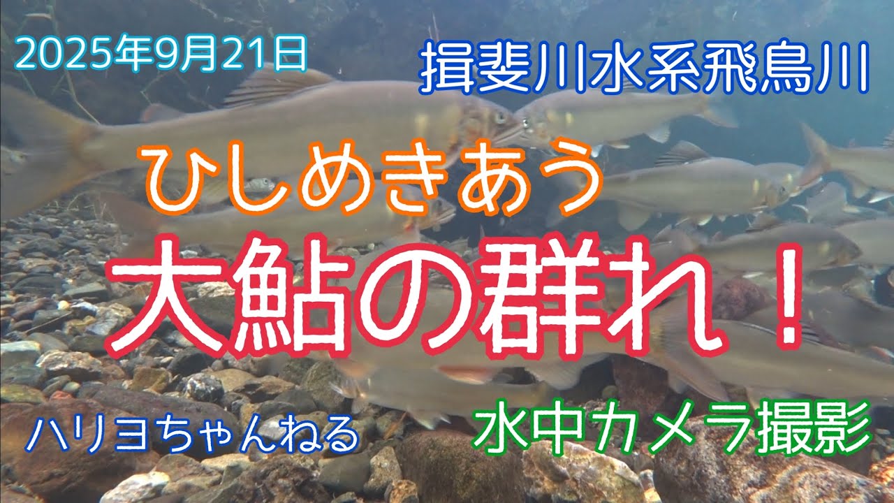 2025年9月21日ひしめきあう大鮎の群れ！