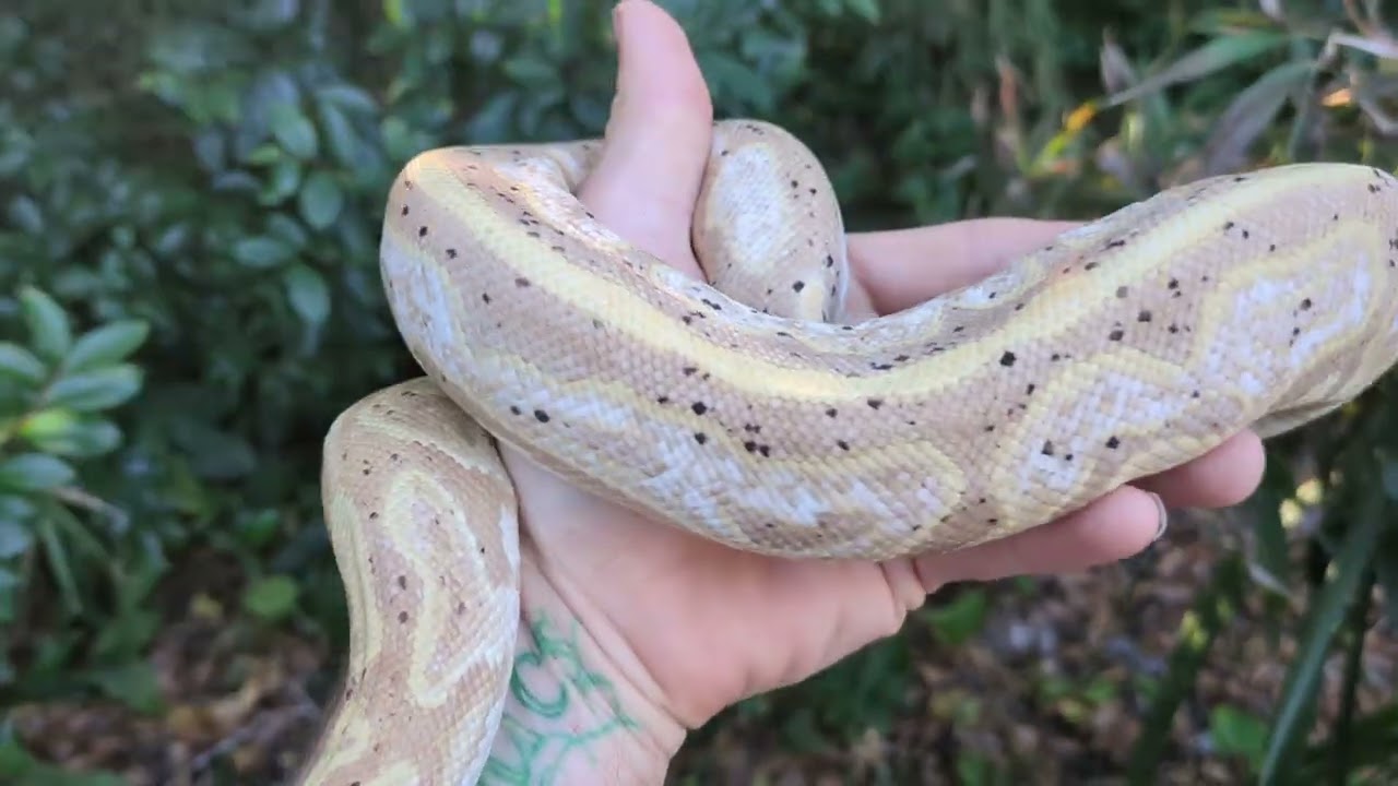 Banana Black Pastel Calico Ball Python