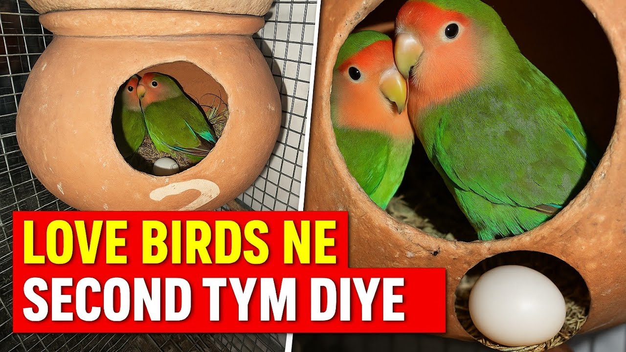 Lovebirds ne 2nd tym diye Eggs 🥚 Kya isbaar successful breed karpayegi 🤔#petsvlog#birds #pets