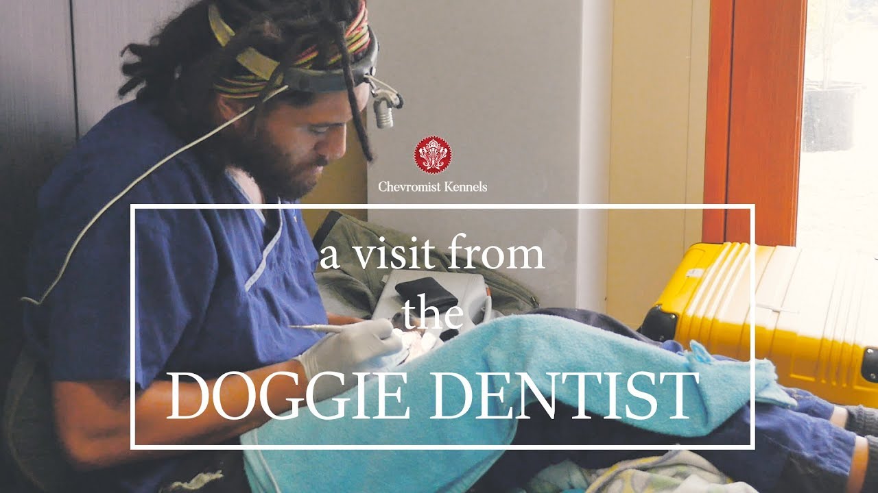 Canine Dental Cleaning at Chevromist Kennels 