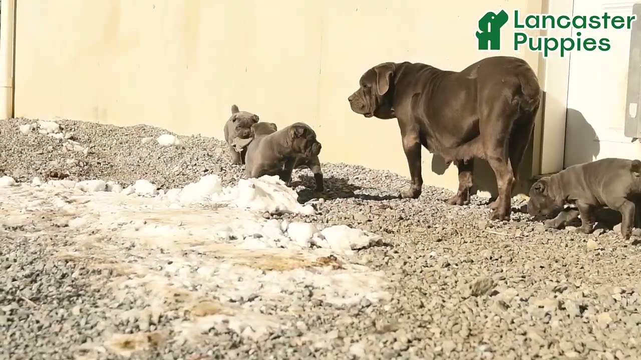 Gorgeous Cane Corso Puppies