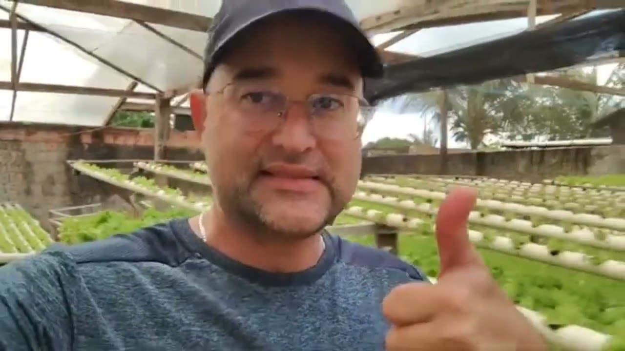 Pragas na Hidroponia: Tripes e Pinta Preta #agricultura #hidroponia #fungos