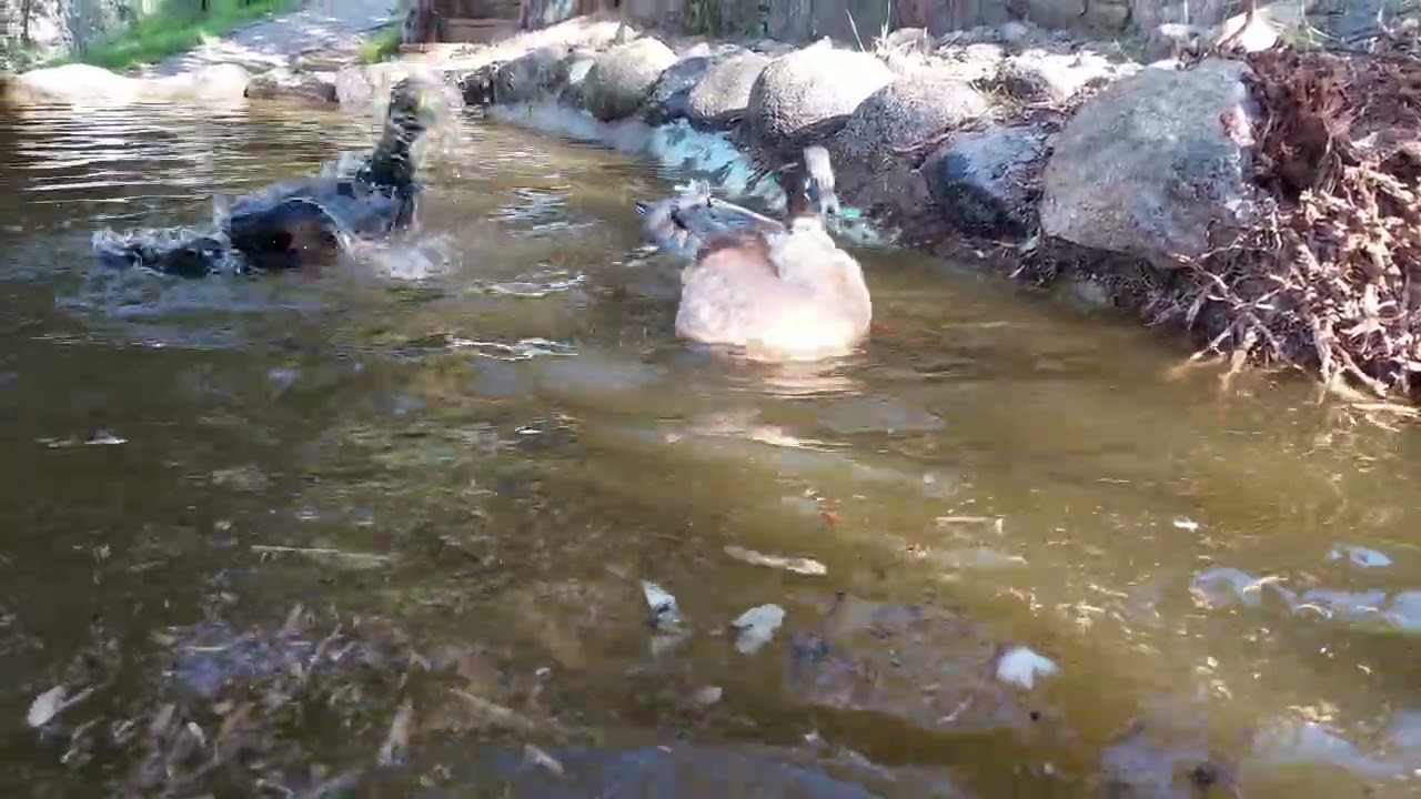 Ducks in a pond 4K HD