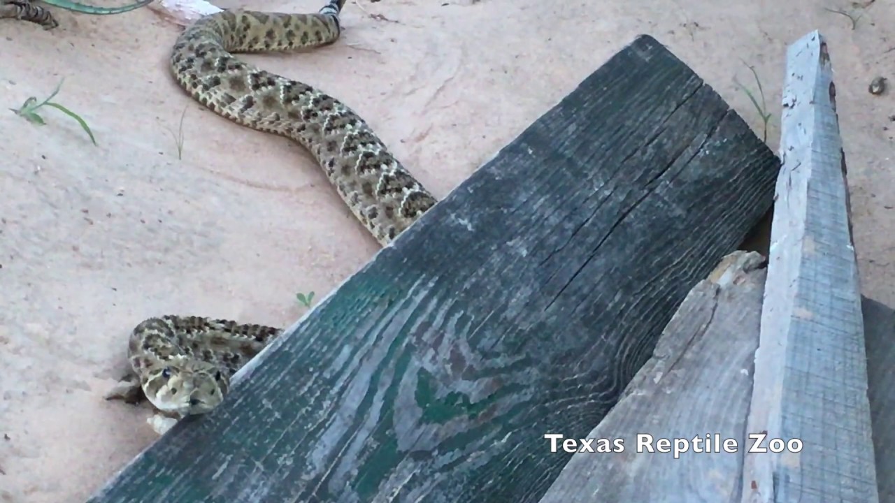 Rattlesnake comes when Called (please read the description!)
